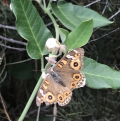 Junonia villida at Garran, ACT - 5 Feb 2022 02:55 PM