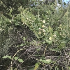 Araujia sericifera at O'Malley, ACT - 5 Feb 2022