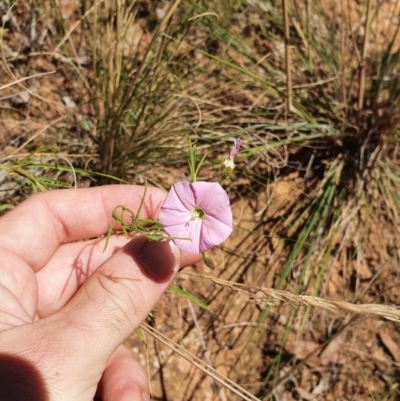 Convolvulus angustissimus (Pink Bindweed) at Hackett, ACT - 5 Feb 2022 by HughCo