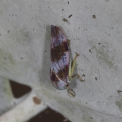 Rosopaella cuprea (A leafhopper) at Bango, NSW - 3 Feb 2022 by AlisonMilton