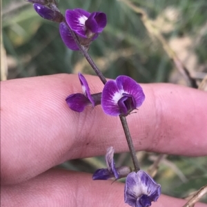 Glycine tabacina at O'Malley, ACT - 5 Feb 2022