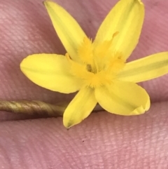 Tricoryne elatior (Yellow Rush Lily) at O'Malley, ACT - 5 Feb 2022 by Tapirlord