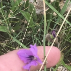 Arthropodium fimbriatum at O'Malley, ACT - 5 Feb 2022