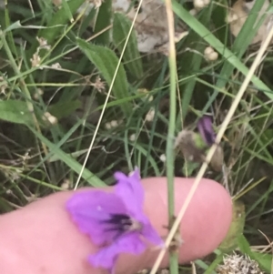 Arthropodium fimbriatum at O'Malley, ACT - 5 Feb 2022