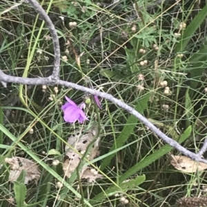 Arthropodium fimbriatum at O'Malley, ACT - 5 Feb 2022 03:11 PM