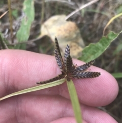 Cyperus sanguinolentus (A Sedge) at O'Malley, ACT - 5 Feb 2022 by Tapirlord