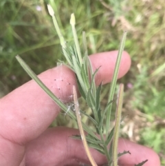 Epilobium billardiereanum subsp. cinereum at O'Malley, ACT - 5 Feb 2022