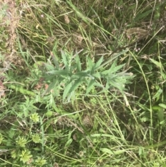 Epilobium billardiereanum subsp. cinereum at O'Malley, ACT - 5 Feb 2022 03:13 PM