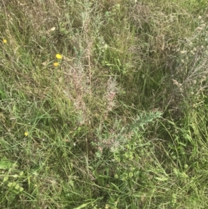 Epilobium billardiereanum subsp. cinereum at O'Malley, ACT - 5 Feb 2022