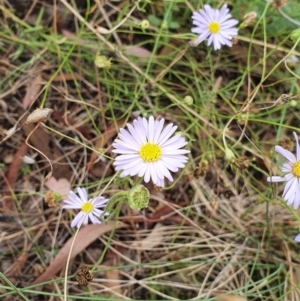 Brachyscome sp. at Hackett, ACT - 5 Feb 2022 04:20 PM