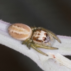 Opisthoncus abnormis (Long-legged Jumper) at Bango Nature Reserve - 3 Feb 2022 by AlisonMilton