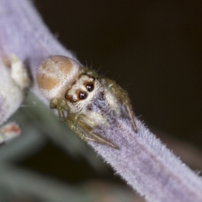 Opisthoncus abnormis (Long-legged Jumper) at Bango, NSW - 3 Feb 2022 by AlisonMilton