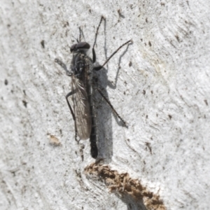 Cerdistus sp. (genus) at Bango, NSW - 3 Feb 2022 10:09 AM