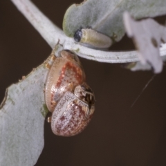 Paropsisterna m-fuscum (Eucalyptus Leaf Beetle) at Bango, NSW - 2 Feb 2022 by AlisonMilton