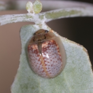 Paropsisterna m-fuscum at Bango, NSW - 3 Feb 2022