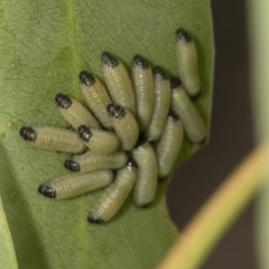 Paropsisterna cloelia at Bango Nature Reserve - 3 Feb 2022 10:23 AM