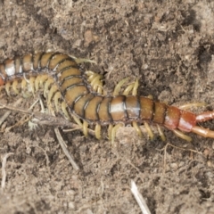 Cormocephalus aurantiipes at Bango, NSW - 3 Feb 2022 10:40 AM