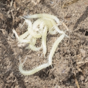 Cormocephalus aurantiipes at Bango, NSW - 3 Feb 2022 10:40 AM