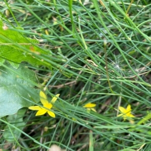 Tricoryne elatior at Hughes, ACT - 3 Feb 2022