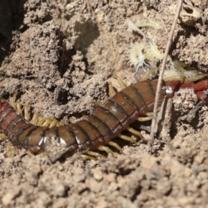 Cormocephalus aurantiipes at Bango, NSW - 3 Feb 2022