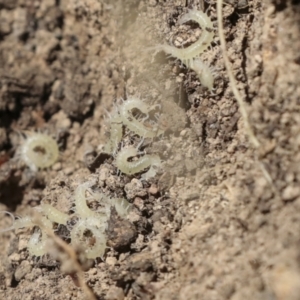 Cormocephalus aurantiipes at Bango, NSW - 3 Feb 2022