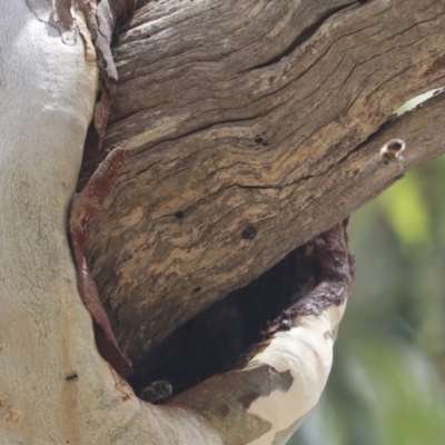 Apis mellifera (European honey bee) at Bango, NSW - 3 Feb 2022 by AlisonMilton