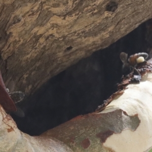 Apis mellifera at Bango, NSW - 3 Feb 2022