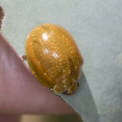 Paropsisterna cloelia (Eucalyptus variegated beetle) at Bango, NSW - 3 Feb 2022 by AlisonMilton