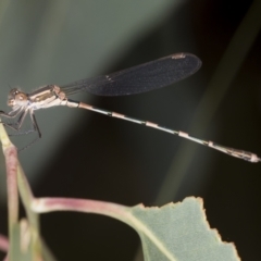 Austrolestes leda (Wandering Ringtail) at Bango, NSW - 3 Feb 2022 by AlisonMilton