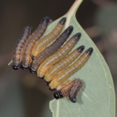 Pseudoperga sp. (genus) at Bango, NSW - 3 Feb 2022 by AlisonMilton