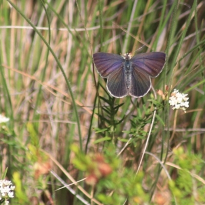 Erina hyacinthina (Varied Dusky-blue) at Goulburn, NSW - 5 Feb 2022 by Rixon