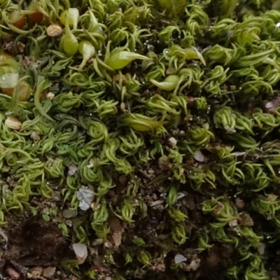 Unidentified Moss, Liverwort or Hornwort at Molonglo Valley, ACT - 19 Sep 2020 by JanetRussell