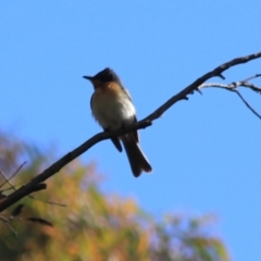 Myiagra rubecula (Leaden Flycatcher) at Goulburn, NSW - 5 Feb 2022 by Rixon