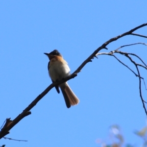 Myiagra rubecula at Goulburn, NSW - 5 Feb 2022 05:35 PM