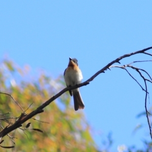 Myiagra rubecula at Goulburn, NSW - 5 Feb 2022 05:35 PM