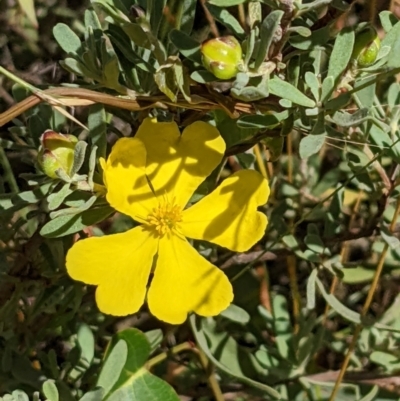 Hibbertia obtusifolia (Grey Guinea-flower) at Hackett, ACT - 5 Feb 2022 by abread111