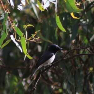 Myiagra rubecula at Goulburn, NSW - 5 Feb 2022