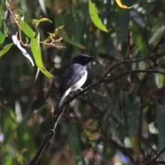 Myiagra rubecula at Goulburn, NSW - 5 Feb 2022