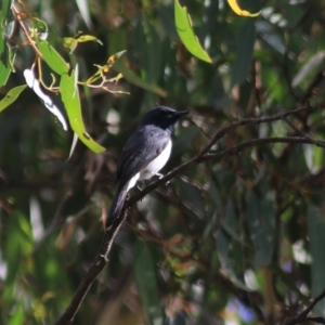 Myiagra rubecula at Goulburn, NSW - 5 Feb 2022