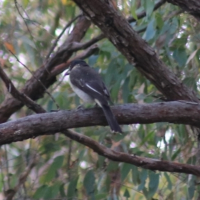 Cracticus torquatus (Grey Butcherbird) at Governers Hill Recreation Reserve - 5 Feb 2022 by Rixon
