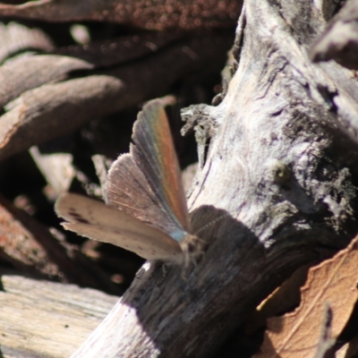 Erina hyacinthina (Varied Dusky-blue) at Goulburn, NSW - 5 Feb 2022 by Rixon