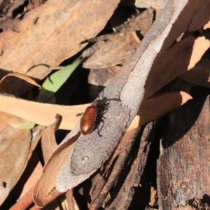 Ecnolagria grandis at Goulburn, NSW - 5 Feb 2022 05:02 PM