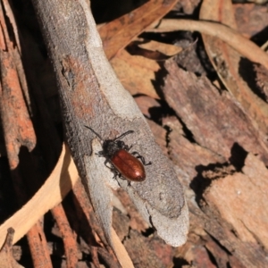 Ecnolagria grandis at Goulburn, NSW - 5 Feb 2022