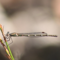 Austrolestes leda (Wandering Ringtail) at Goulburn, NSW - 5 Feb 2022 by Rixon