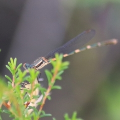 Austrolestes leda at Goulburn, NSW - 5 Feb 2022