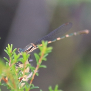 Austrolestes leda at Goulburn, NSW - 5 Feb 2022 04:51 PM