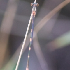 Austrolestes leda at Goulburn, NSW - 5 Feb 2022 04:51 PM