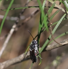 Apocrita (suborder) at Goulburn, NSW - 5 Feb 2022 by Rixon