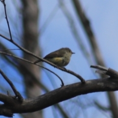 Acanthiza reguloides (Buff-rumped Thornbill) at Goulburn, NSW - 5 Feb 2022 by Rixon