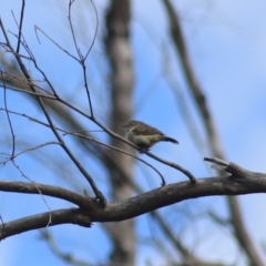 Acanthiza reguloides at Goulburn, NSW - 5 Feb 2022